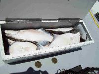 Whale Watching Depoe Bay Box-O-Buts